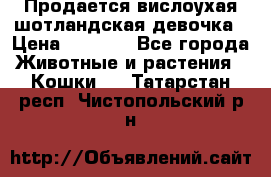Продается вислоухая шотландская девочка › Цена ­ 8 500 - Все города Животные и растения » Кошки   . Татарстан респ.,Чистопольский р-н